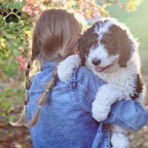 Autumn, Bernedoodle Puppy